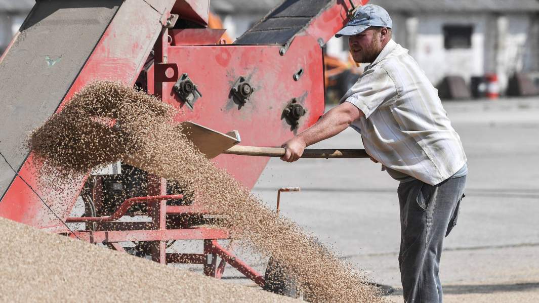 зерно урожай