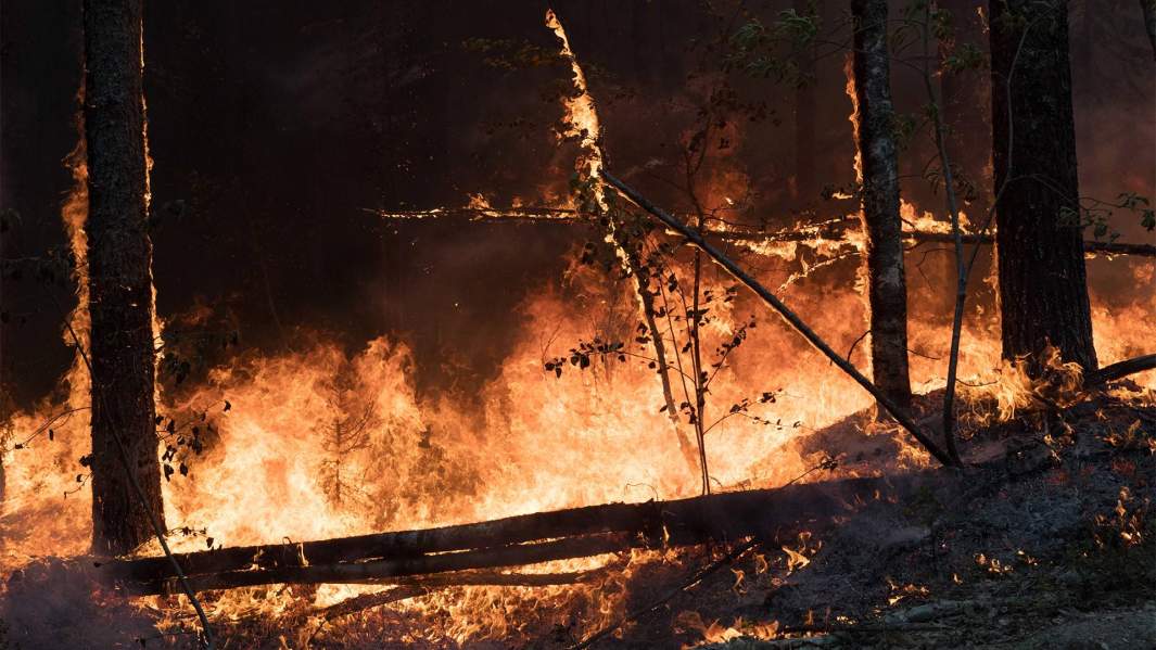 лесной пожар