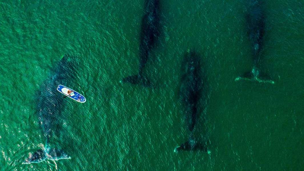 Гренландские киты