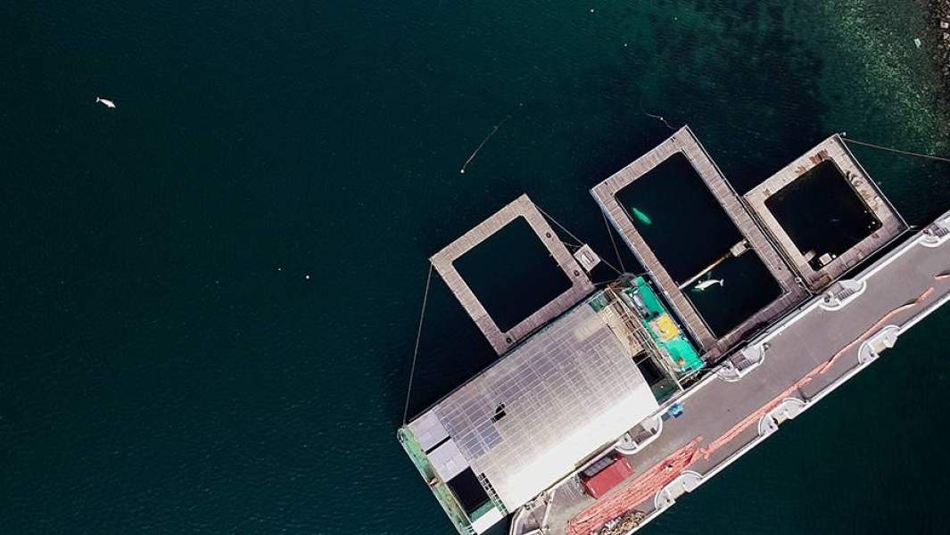 Выпущенная из китовой тюрьмы белуха приплыла к вольеру