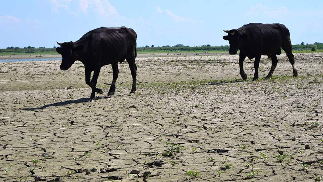 Коровы на берегу пересыхающей реки Псекупс в Адыгее. 2020 год