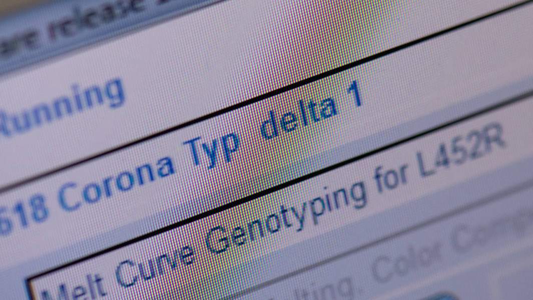 Бьюсь об закладку: в штамме Мю обнаружена вставка неизвестного назначения