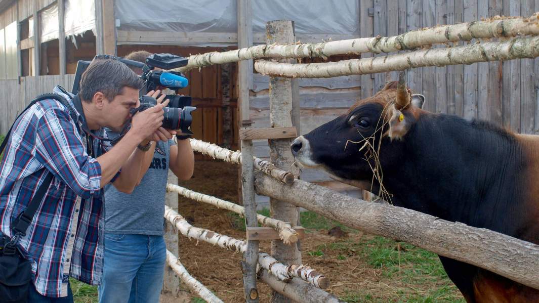 ферма волонтеры корова бык