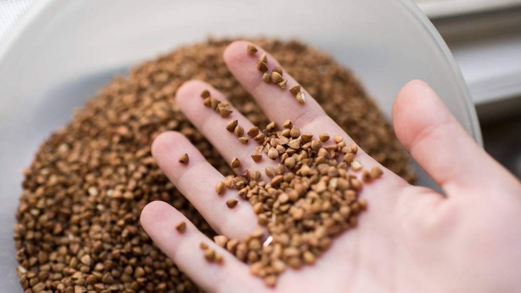 гречневая крупа в руке