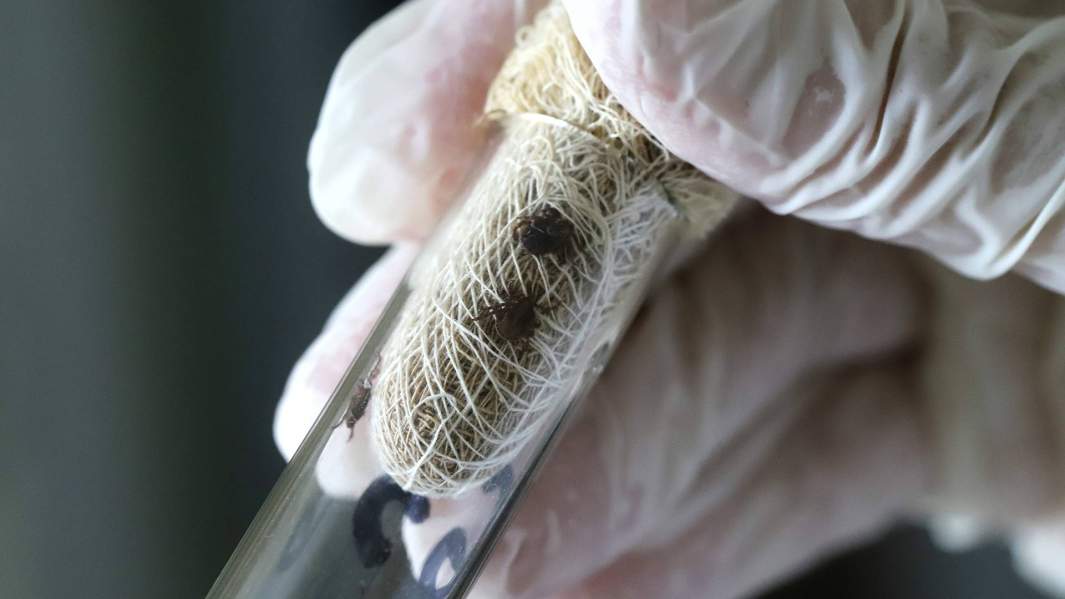 клещи в пробирке