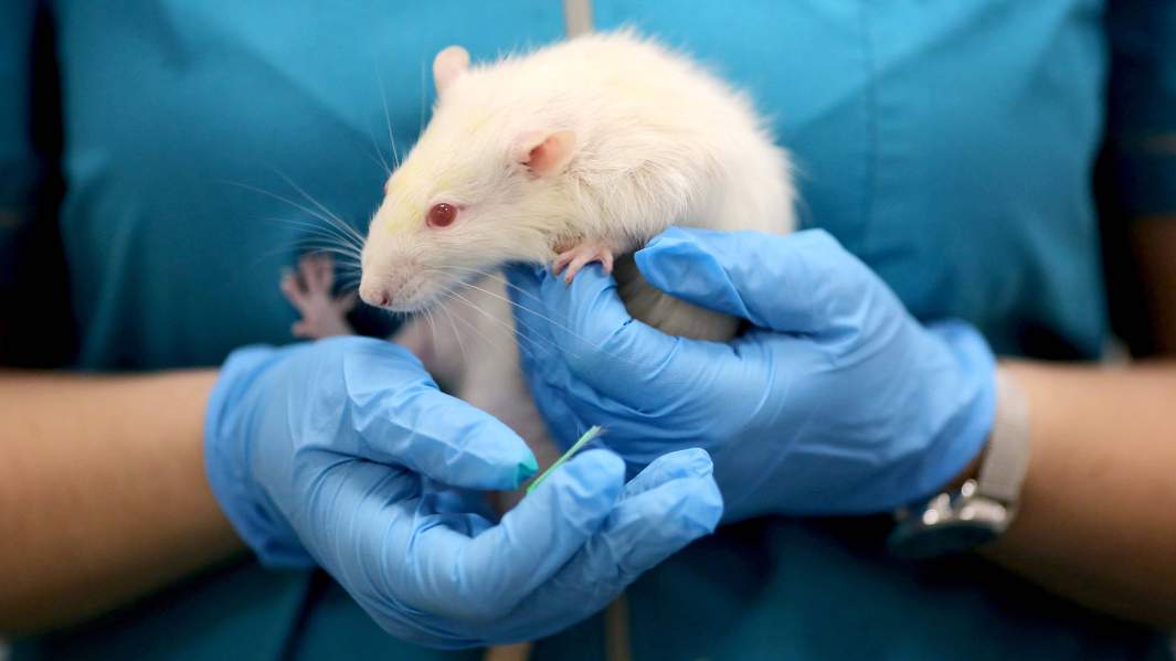 лаборатория крыса