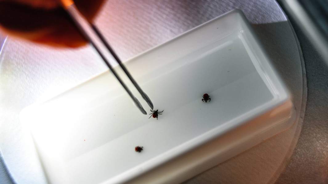 исследование клещей