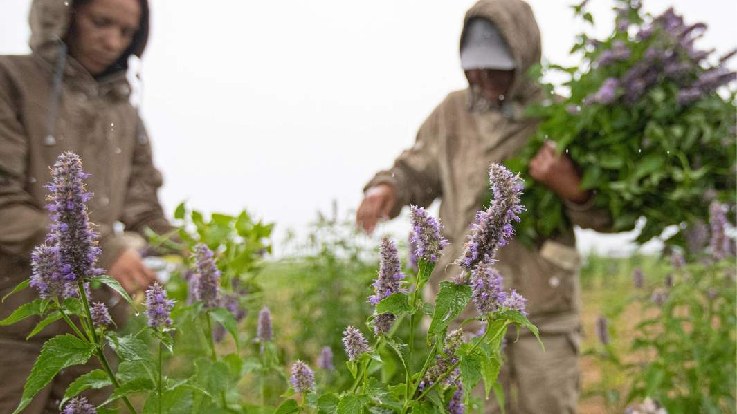 Сбор трав и их переработка для косметики Natura Siberica