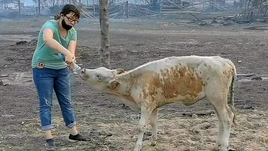 Волонтер движения «Помоги выжить» поит корову на месте пожара в селе Бясь-Кюель