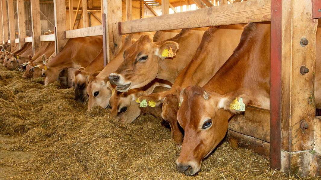 коровник корова
