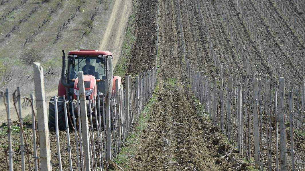 виноградники