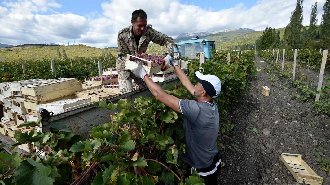 виноградники