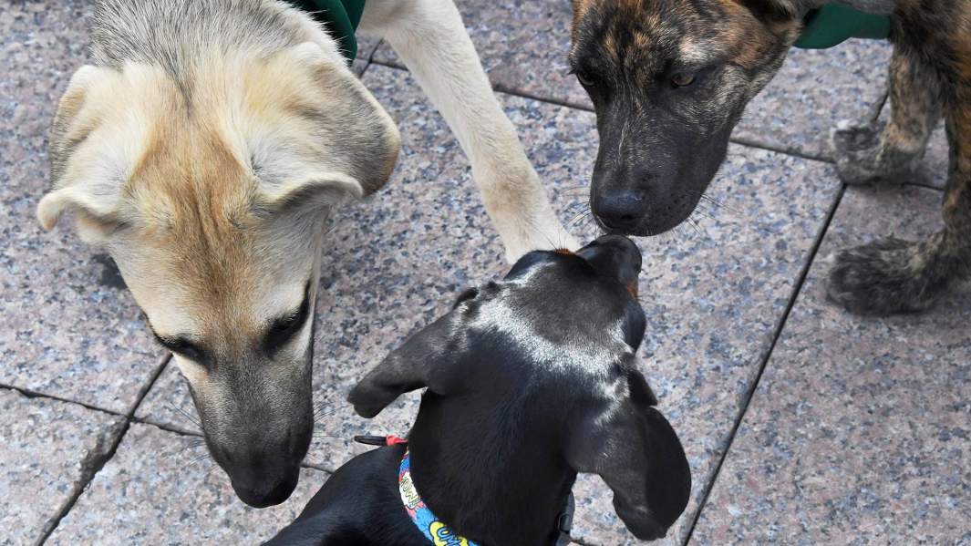 собаки животные