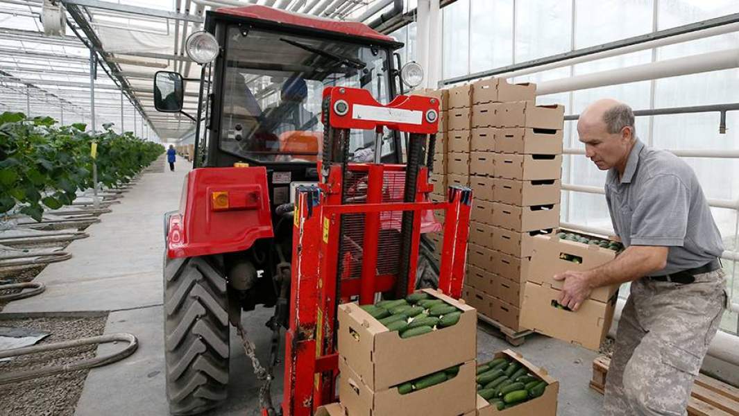 овощи огурцы