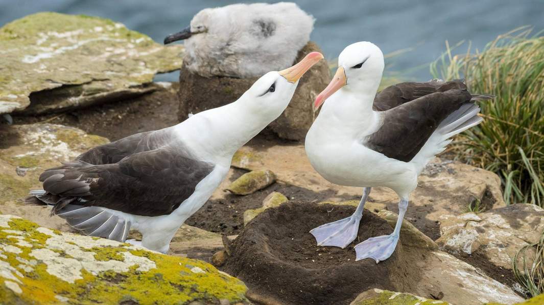 Принц-разлучник: скудеющие владения Британии и игры в пришельца