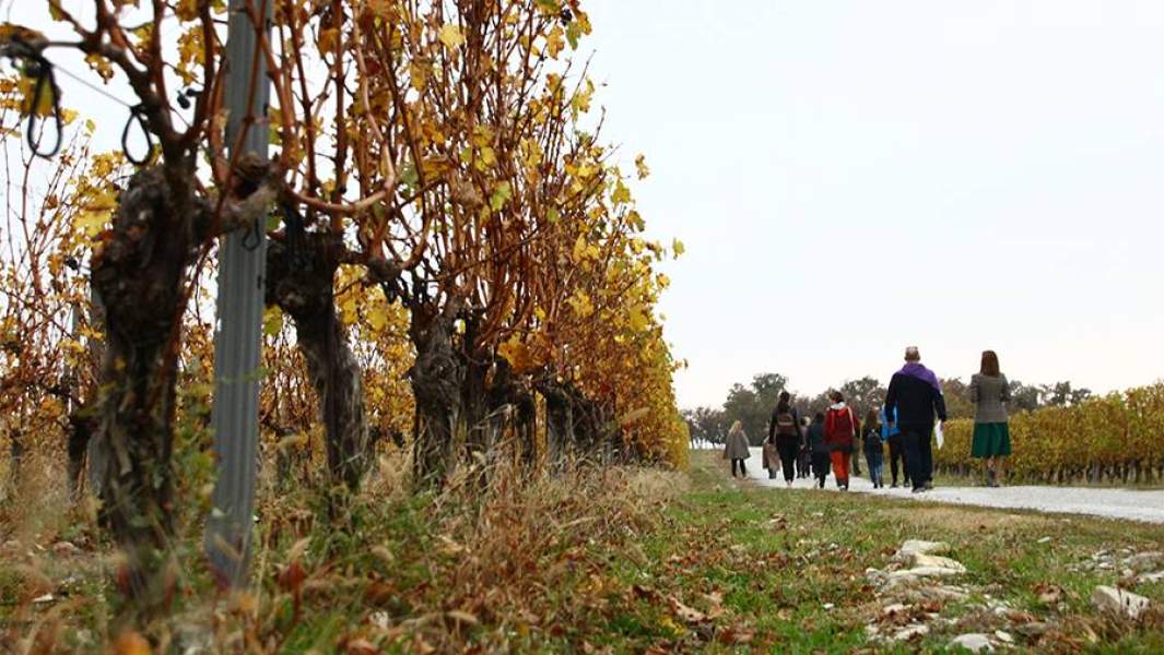 виноградник