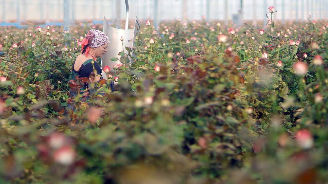 Сотрудница за работой в тепличном хозяйстве