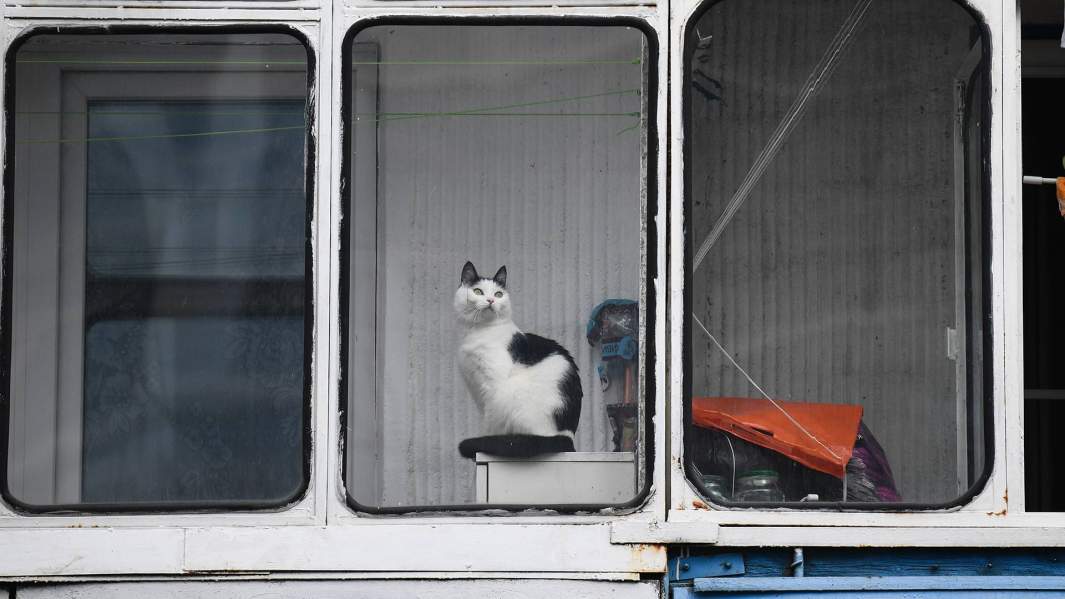 Кошка на балконе