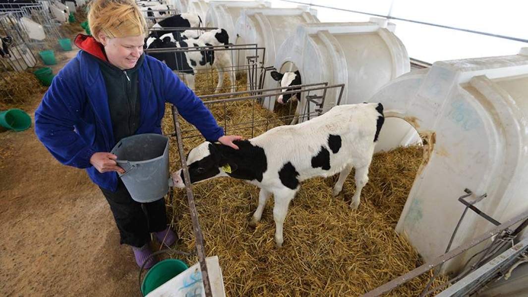 Сотрудница поит теленка