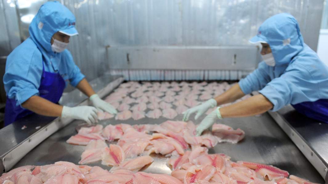  рабочие пищевой компании, перерабатывающие рыбу в городе Цюнхай