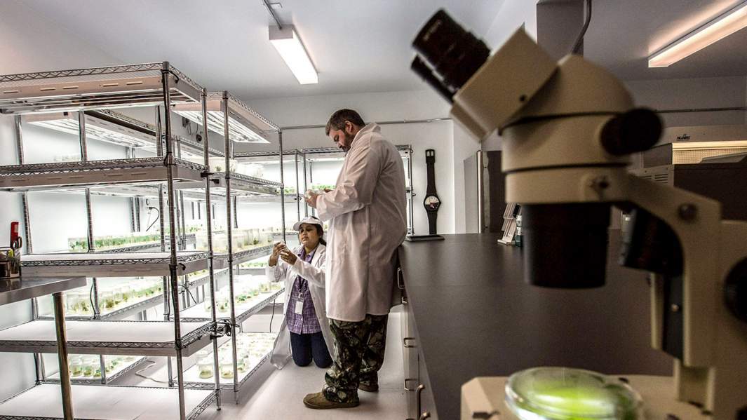 канабис канада