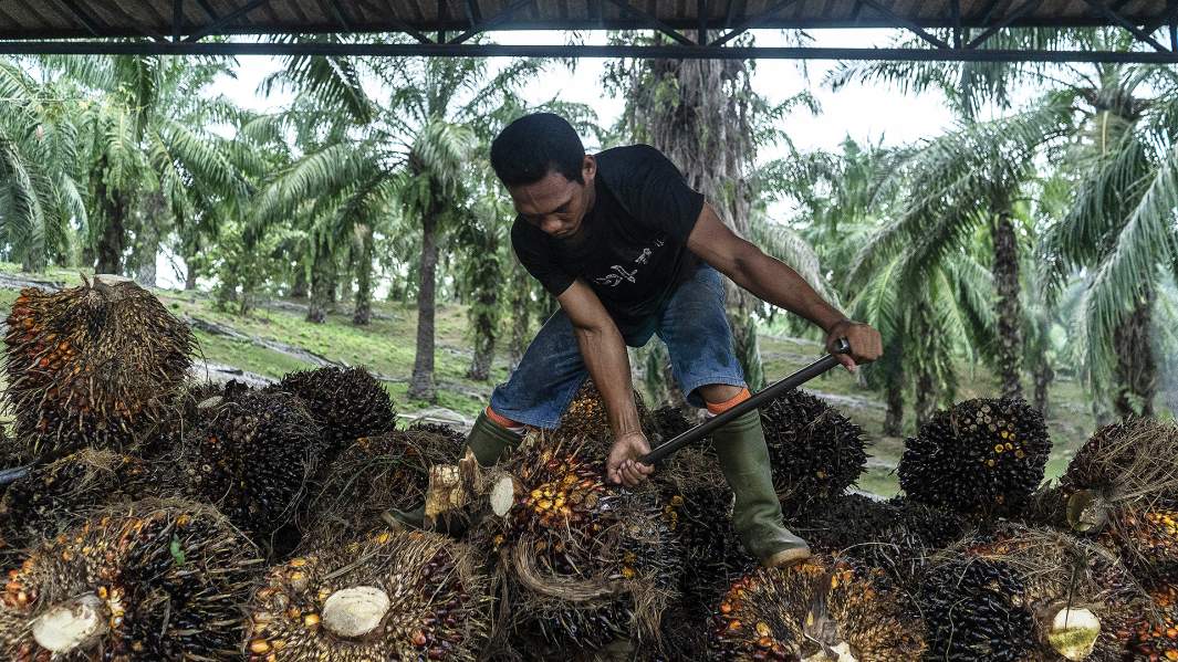 Пальмовое масло