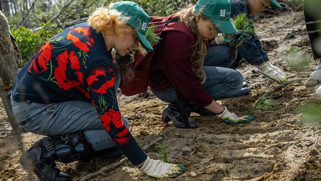 высадка леса