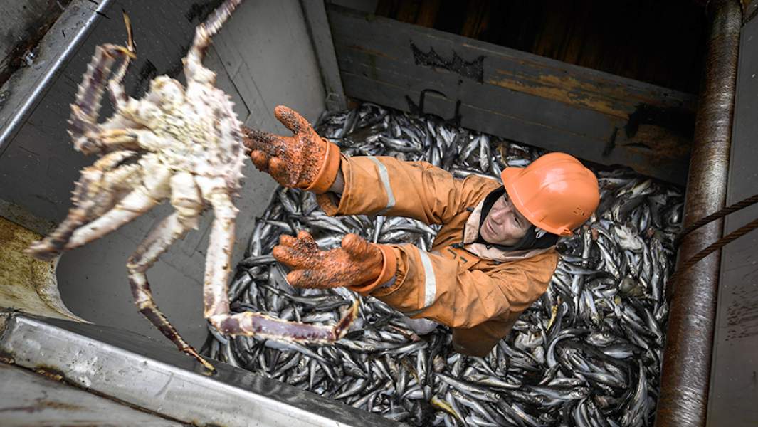 Камчатский краб, который попал в снюрревод (донный невод), на борту рыболовного сейнера (МРС-450) "Ураганный" рыбодобывающей компании "Доброфлот" во время прибрежного лова минтая в заливе Петра Великого. Добыча осьминогов в прибрежной зоне Японского моря полностью запрещена