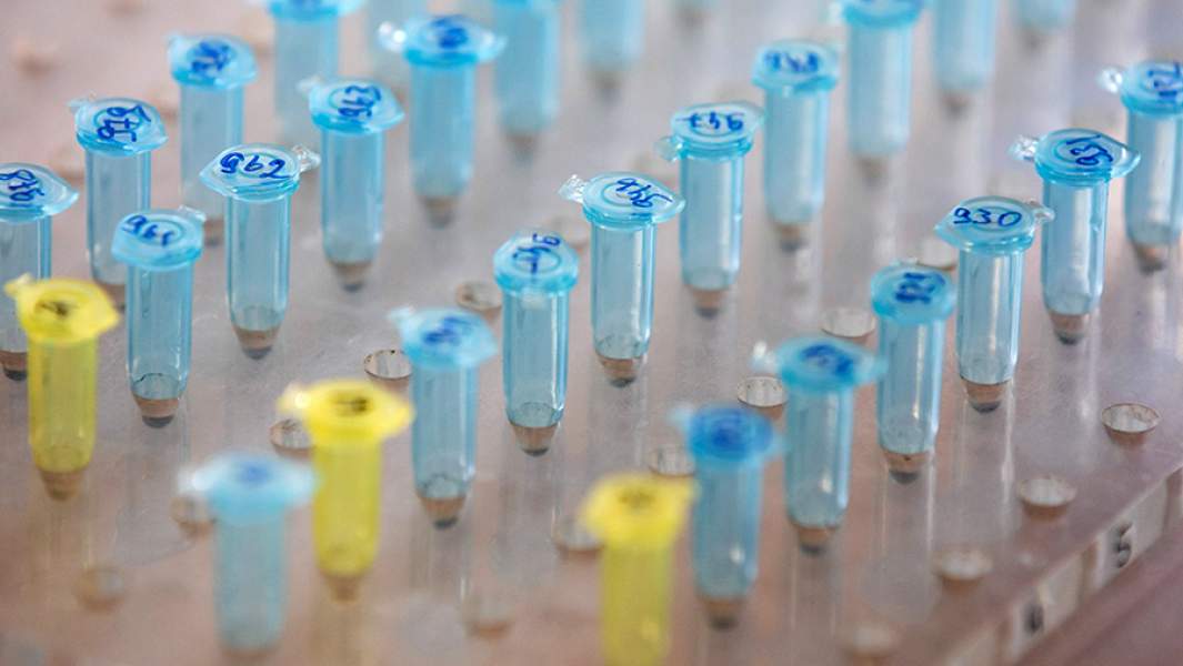 Образцы ДНК в эппендорфах