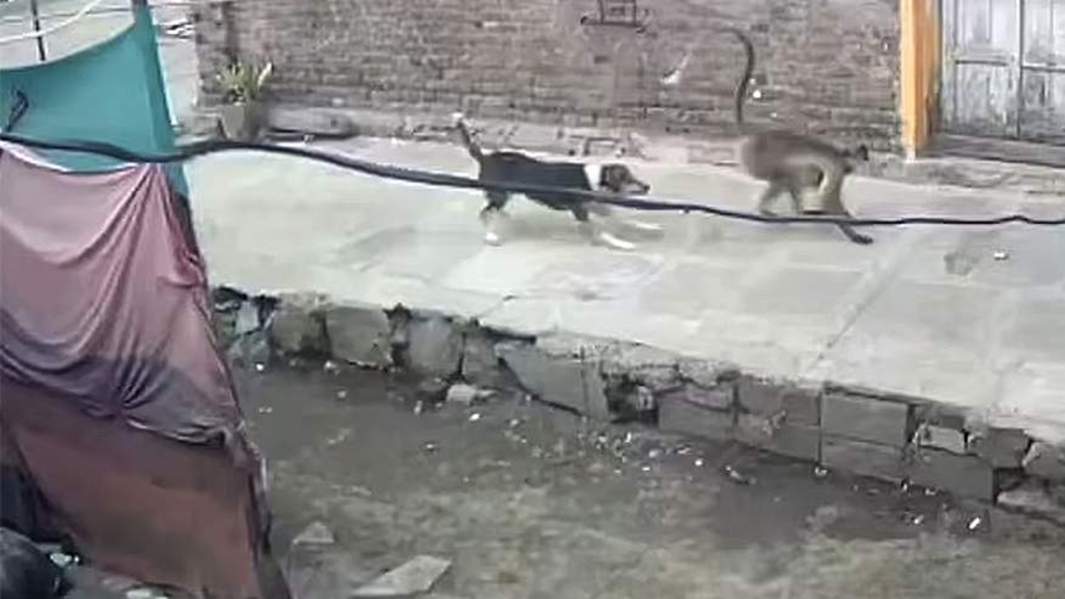 собака и обезьяна