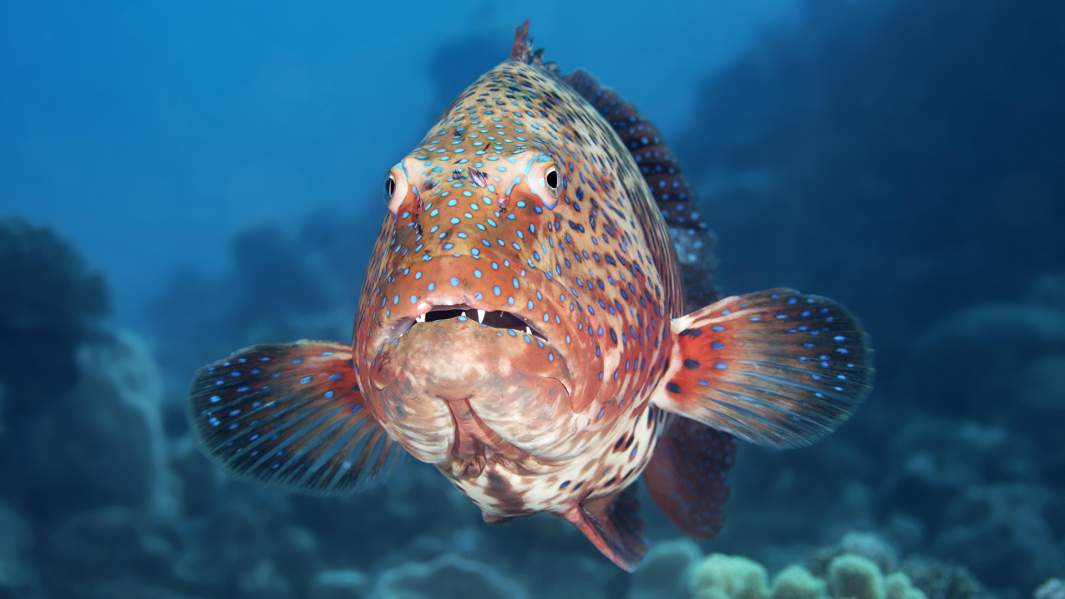 окунь рыба море