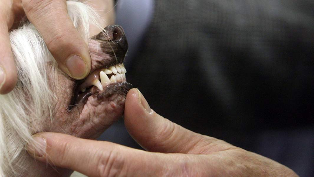 Проверка зубов собаки на выставке