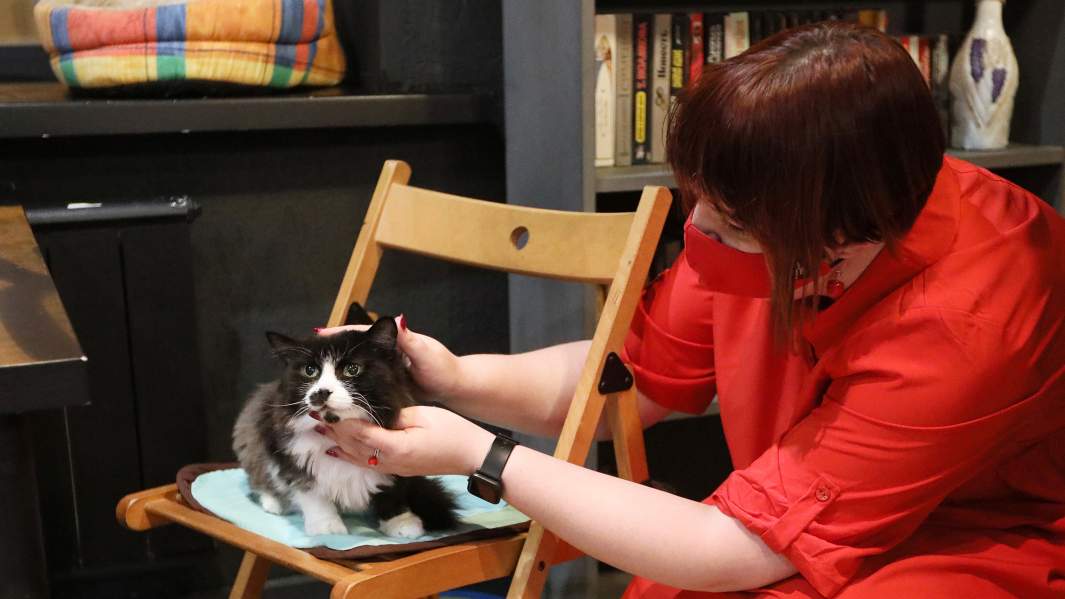 кошка квартира дом