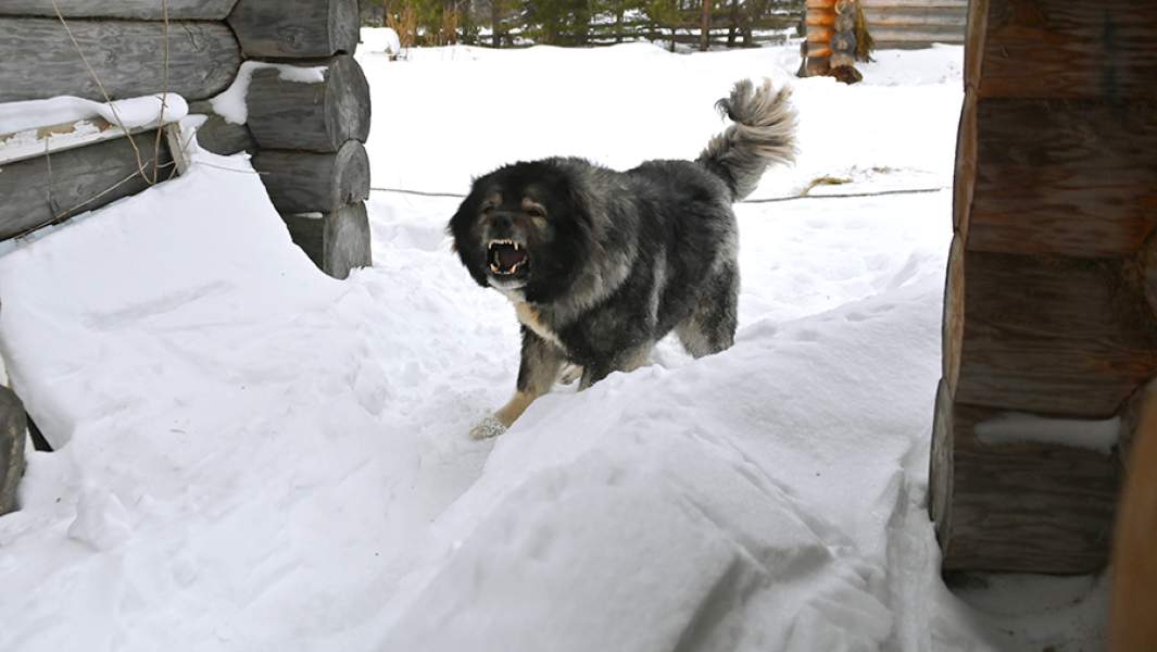 Собака у одного из домов в деревне