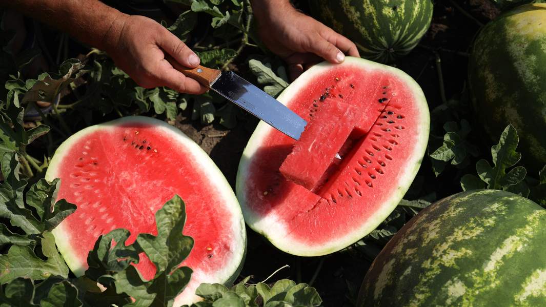 арбузы