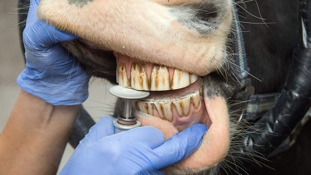 Ветеринар оказывает стоматологическую помощь коню