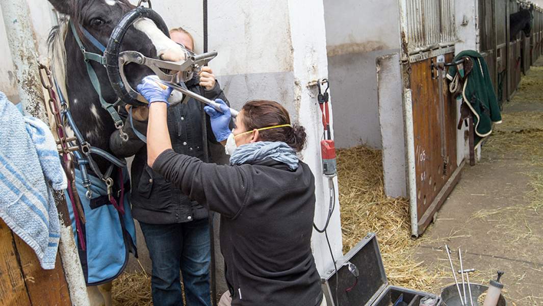 Ветеринар оказывает стоматологическую помощь коню