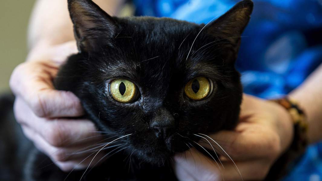 кошка вирус