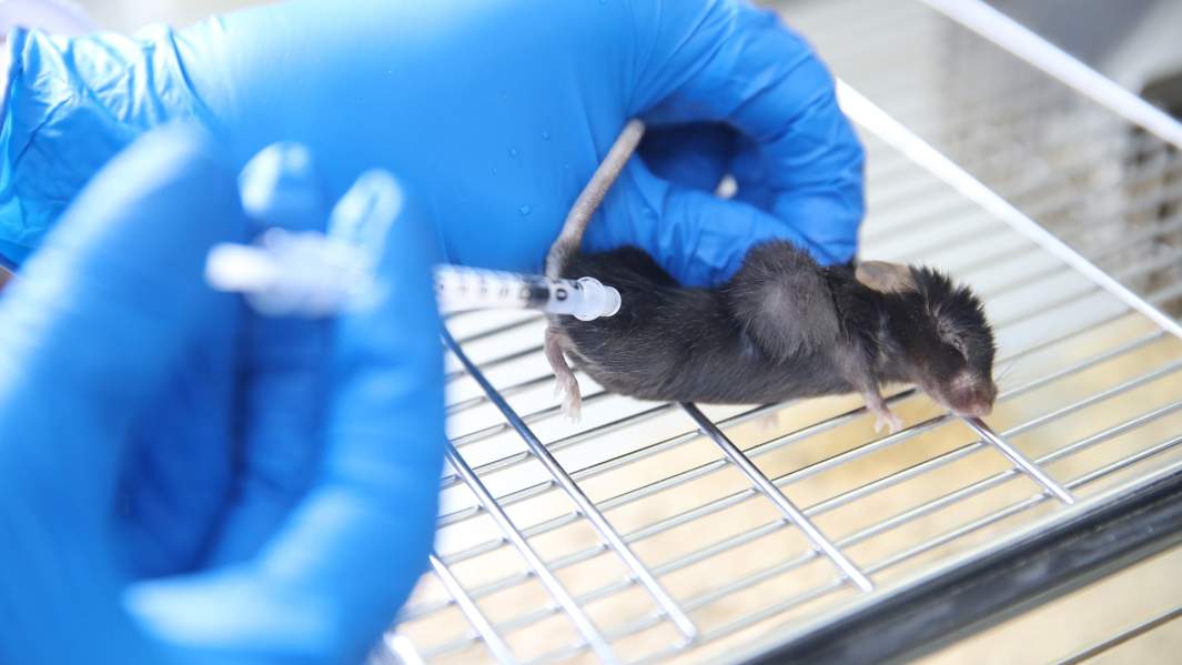 мышь лаборатория