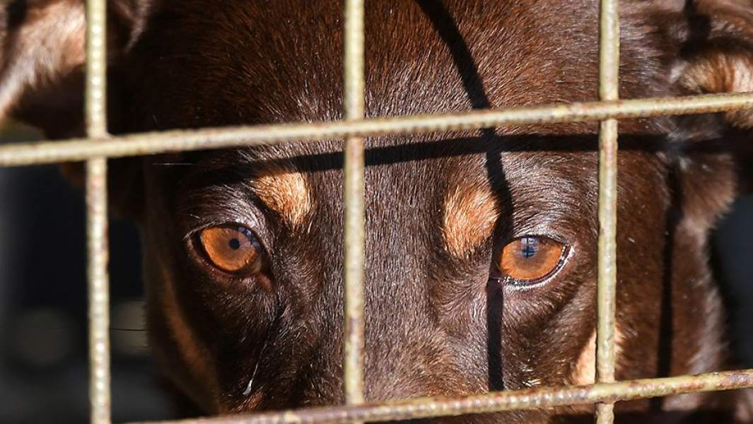 Беспризорная собака в автофургоне