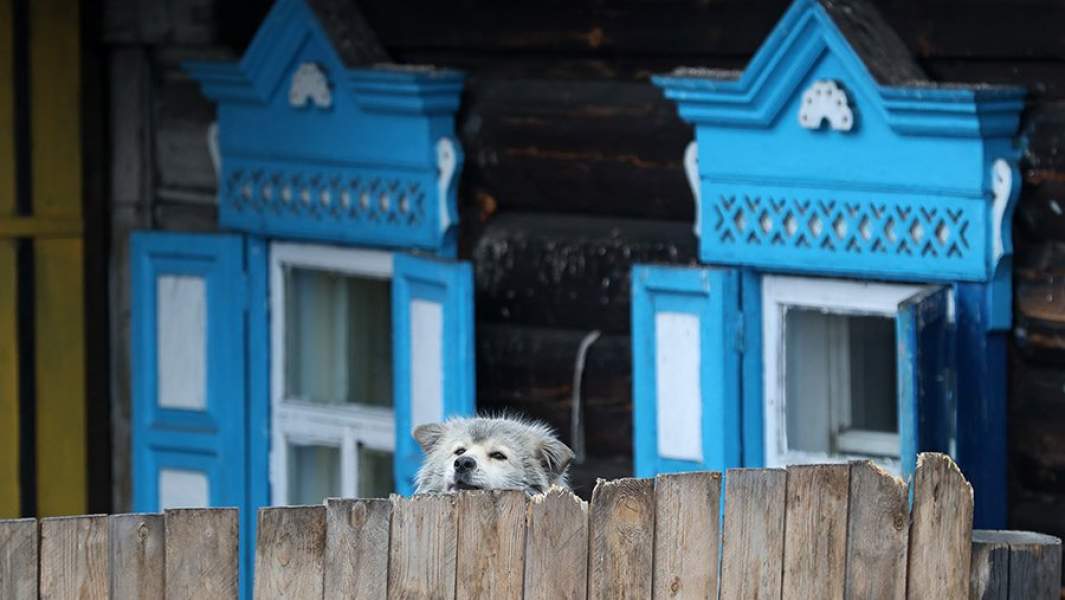 собака