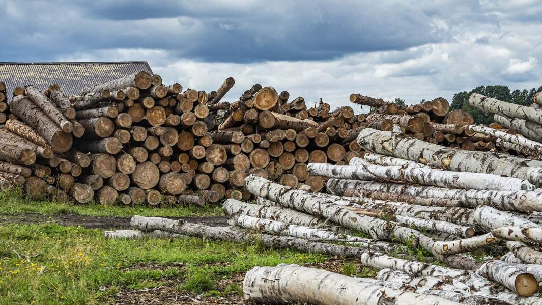 Что делать если земля сельскохозяйственного назначения заросла деревьями?