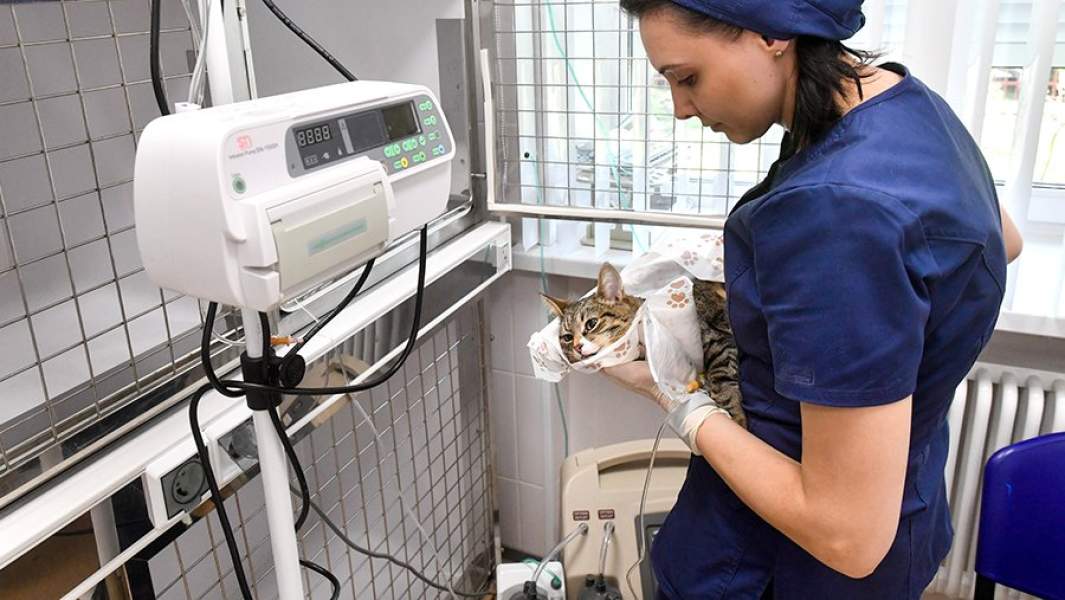Кошка во время капельницы в ветеринарной клинике
