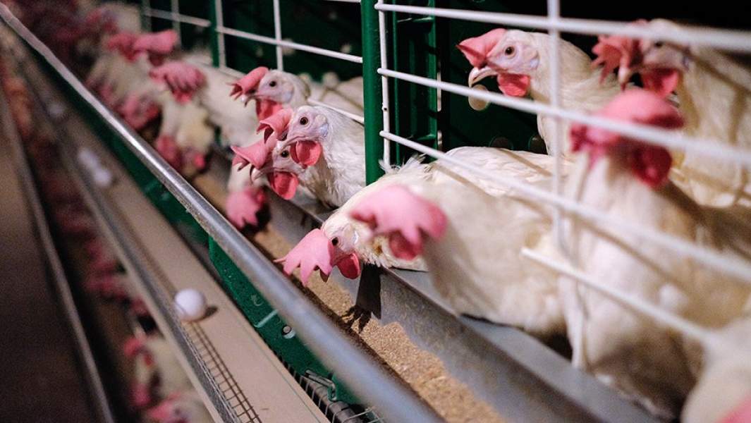 Куры-несушки в одном из цехов на птицефабрике в Краснодарском крае