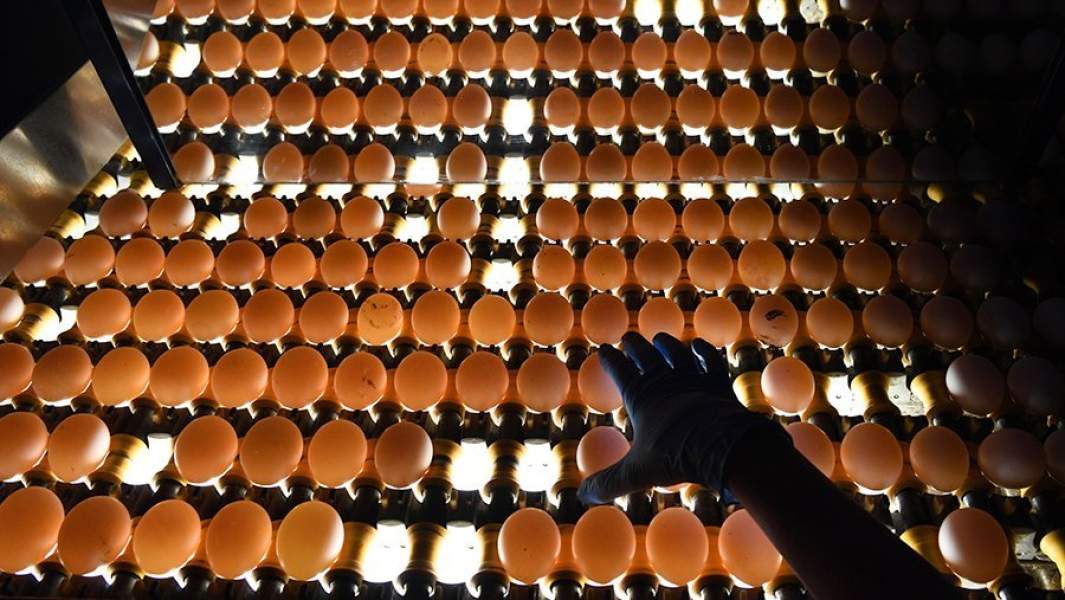 Проверка качества яиц на овоскопе на участке сортировки и упаковки на птицефабрике в Новосибирской области