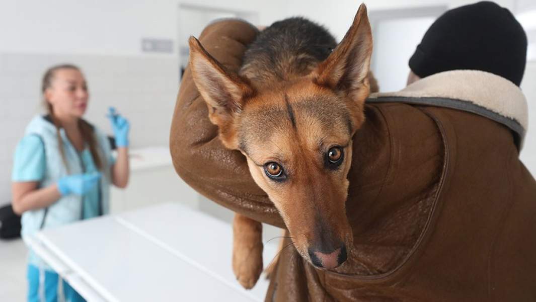 Осмотр собаки в ветеринарном центре