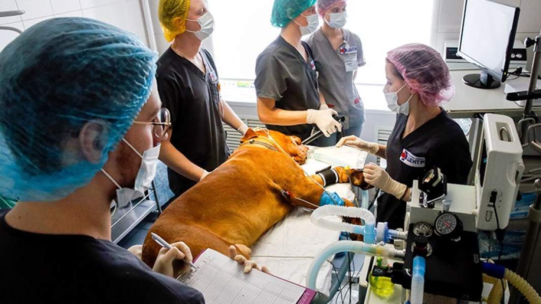 Студенты факультета «Биоинженерии и ветеринарной медицины» Донского государственного технического университета на практических занятиях в ветеринарной клинике