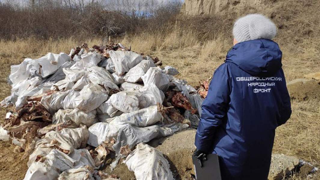 Незаконный скотомогильник в Берёзовском районе 