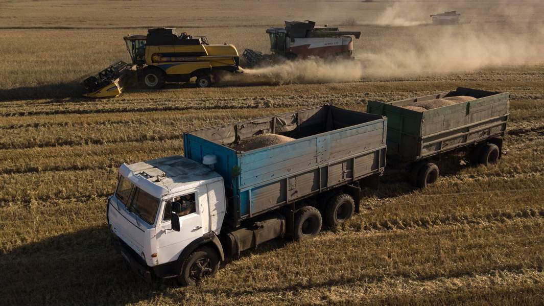 Уборка урожая пшеницы на полях в Новосибирской области