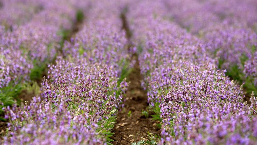 Вид на поля шалфея, Республика Крым